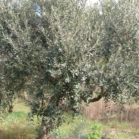 Farm stay Fattoria Delle Milizie